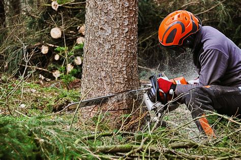 Ultimate Guide To Pro Tree Cutting Services Now