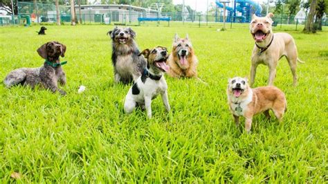 Uncover The Ultimate Dog Parks Now!