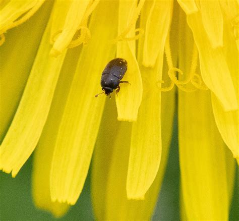 Uncover The Ultimate Pollen Beetle Guide