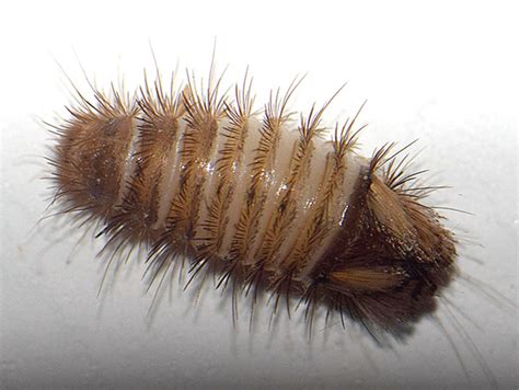 Varied Carpet Beetle Larvae Pictures Review Home Co