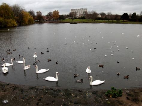 Vinnyman Amp 39 S Birding And Nature Blog Witton Lakes And Brookvale Park Erdington