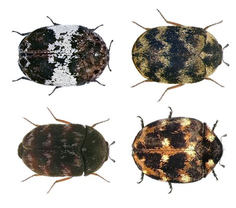 What Are Carpet Beetles Carpet Beetle Facts Amp Information