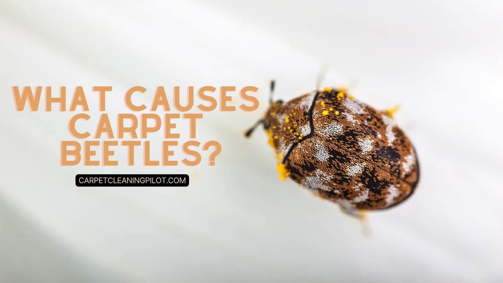 What Causes Carpet Beetles Why Do I Have Carpet Beetles The Pest