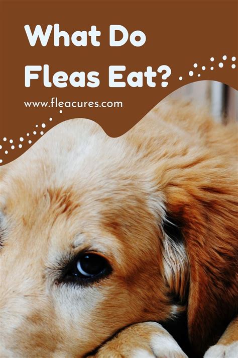 What Do Fleas Eat