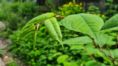 When To Treat Japanese Knotweed Knotweed Removal