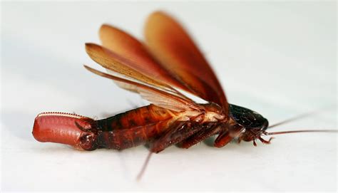 Why Do Cockroaches Fly Insights Into Their Behavior And Habits