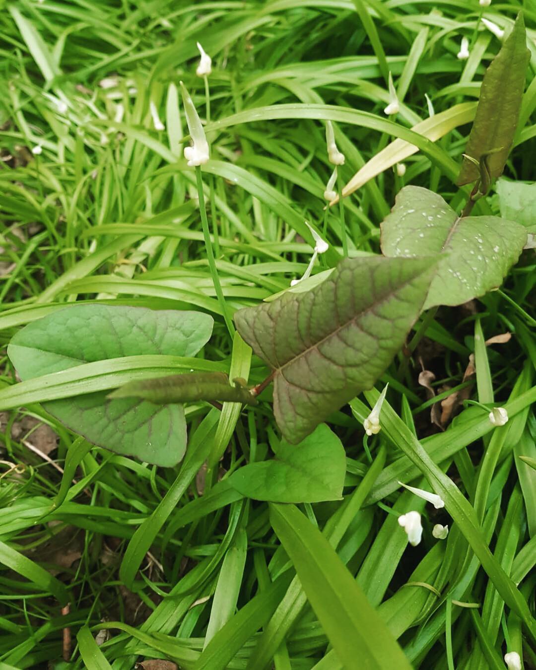 Wild Edible Japanese Knotweed Wild Edibles Plants Edible