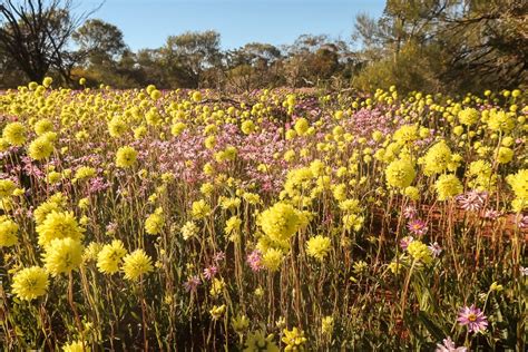 Wildflower Season In Perth Wildflowers In Western Australia